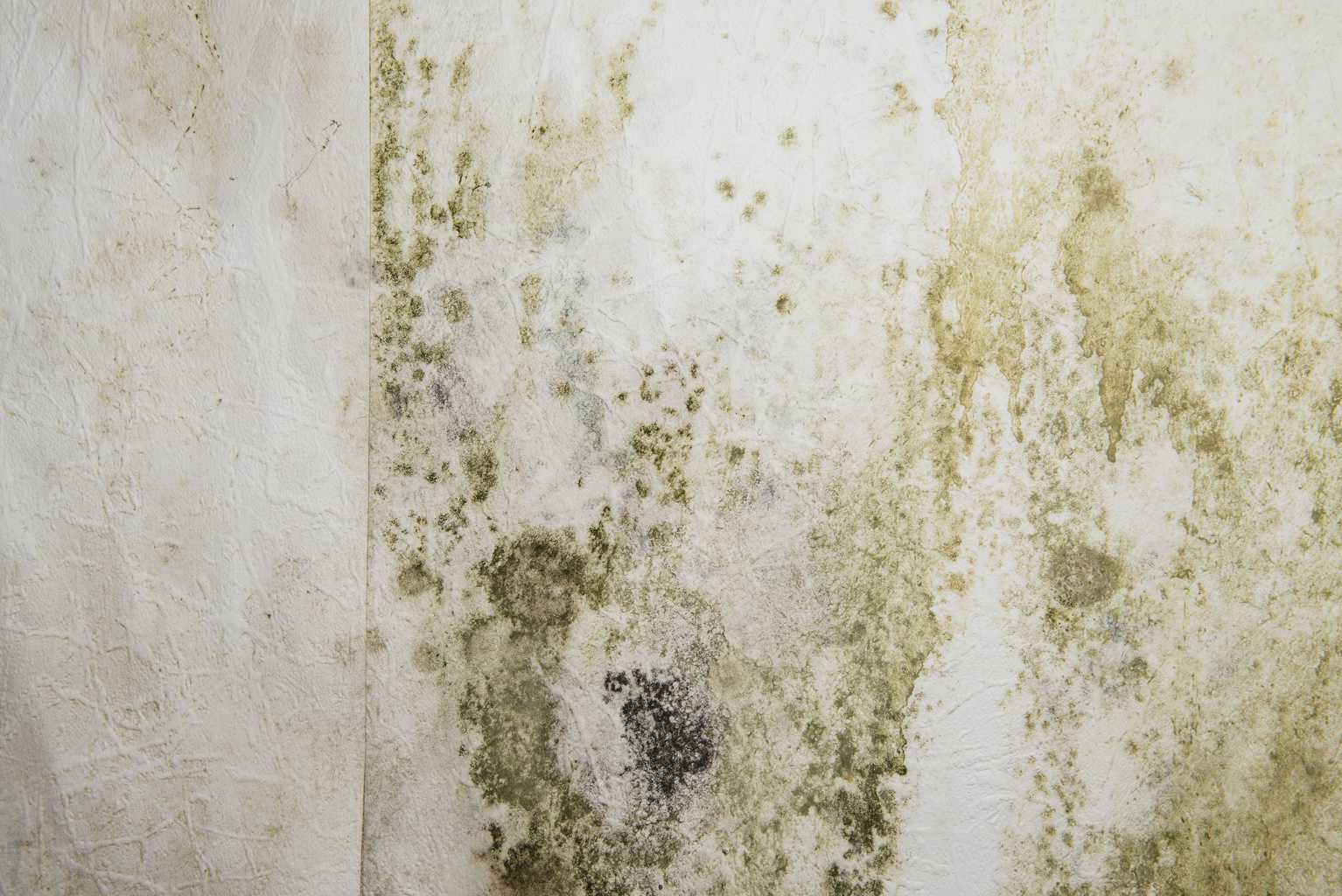 Mold