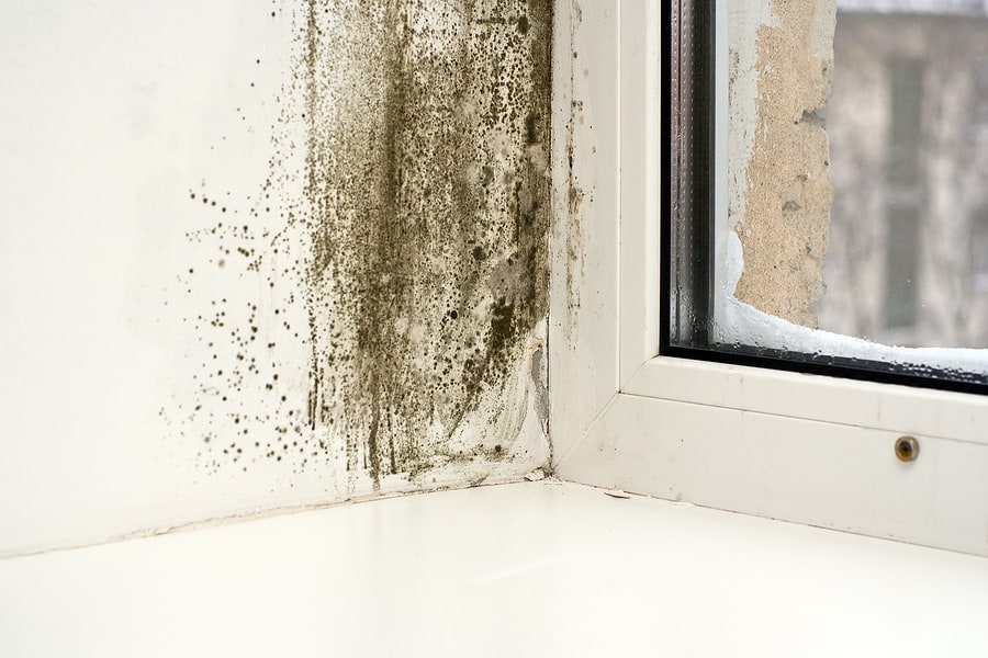 Mold Growth